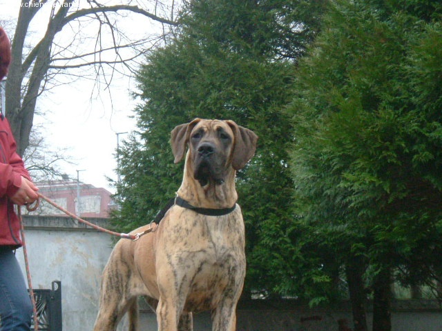Ureane Des terres de brandon