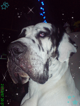 Amadeus Des terres de brandon