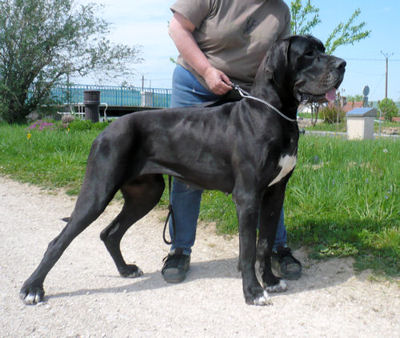 Amazone Des terres de brandon