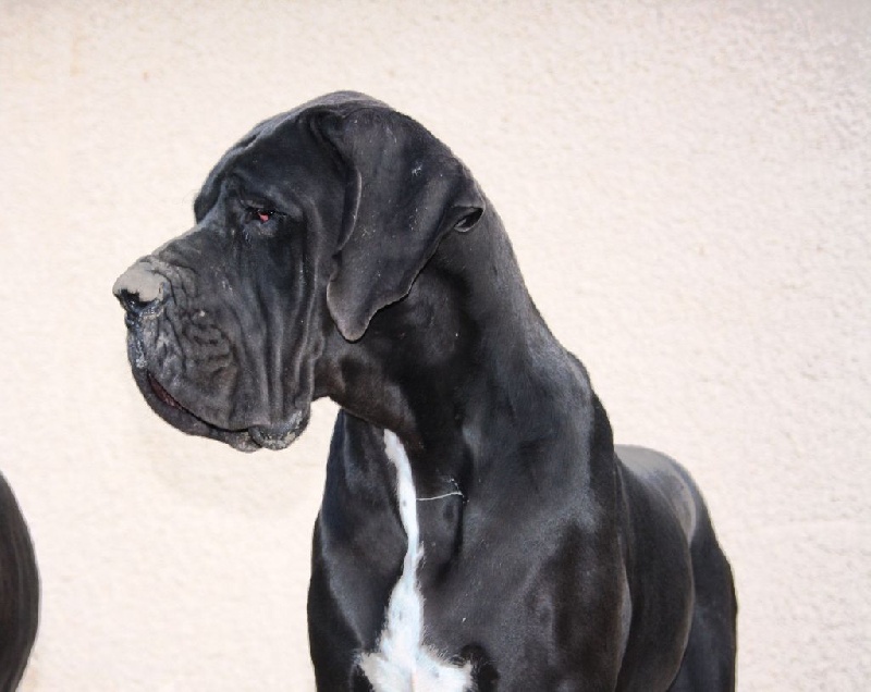 Lady dite lilly Des terres de brandon