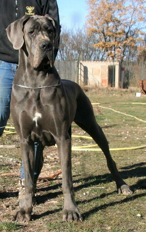 Maelys Des terres de brandon