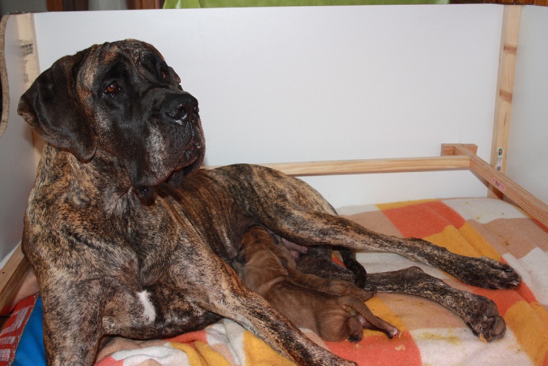 Des terres de brandon - Dogue allemand - Portée née le 15/10/2013