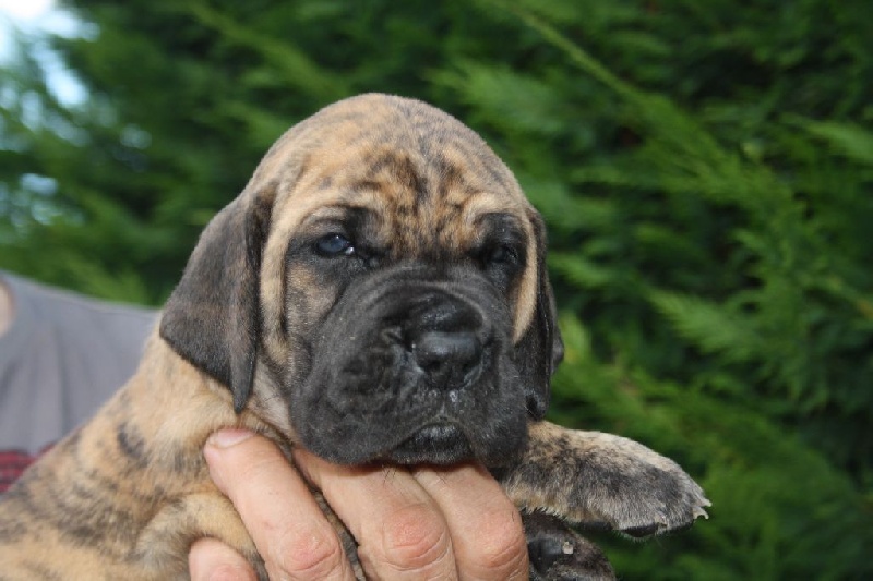 Des terres de brandon - Dogue allemand - Portée née le 24/07/2014